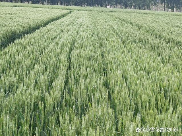 河北冀衡复合肥最近报价(河北冀衡集团药业有限公司)