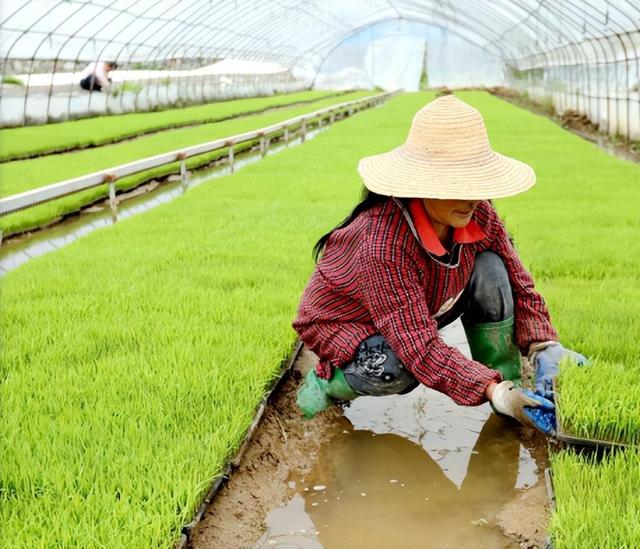 田地水稻视频宣传(田地水稻视频宣传文案)