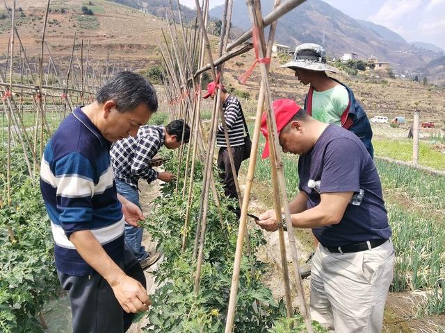 怒江市上江镇卖水稻的有吗的简单介绍