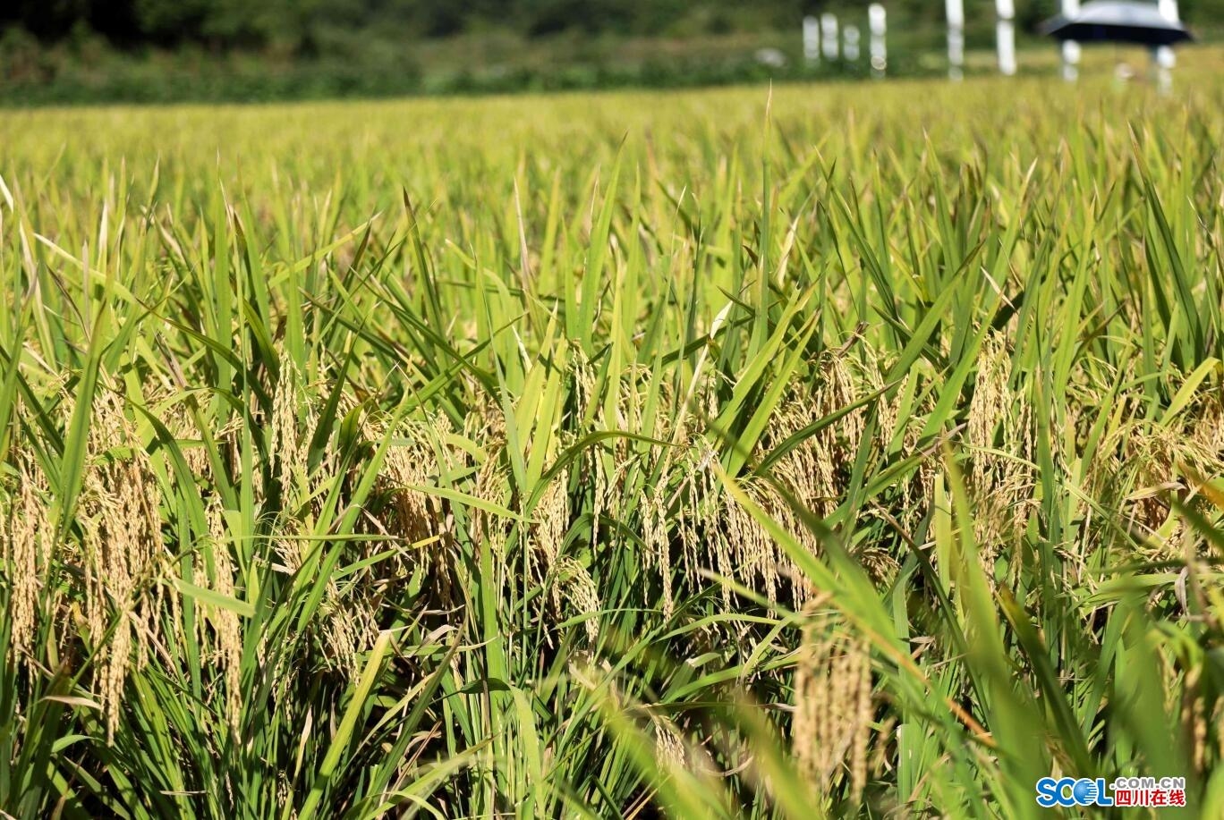 广安的水稻(广安水稻重金属超标)