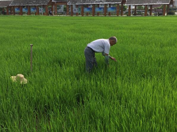 仙桃收水稻(仙桃水稻种植面积)