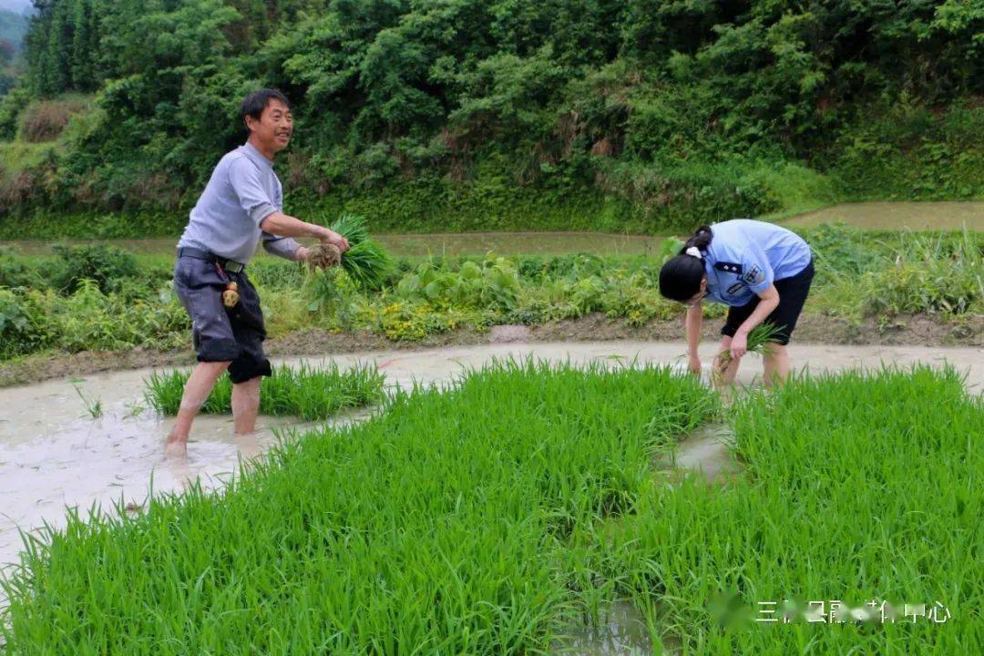 拔苗种水稻(水稻秧苗难拔有什么办法)