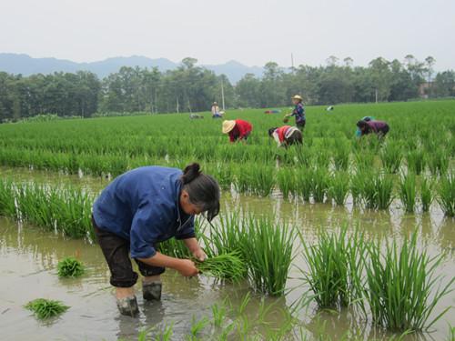 拔苗种水稻(水稻秧苗难拔有什么办法)