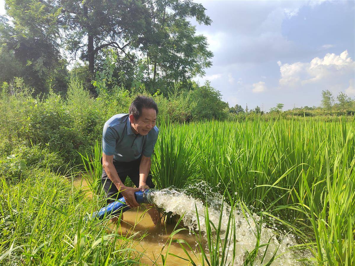 自家水稻灌水(水稻灌溉用什么水最好)