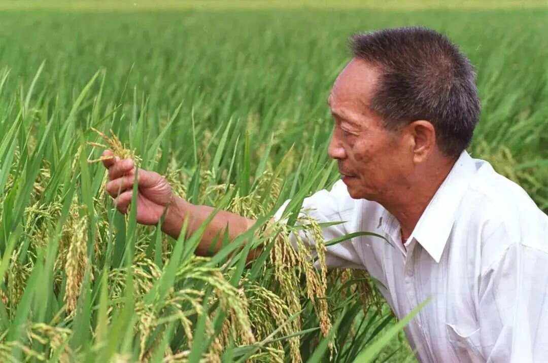 对籼型杂交水稻的认识(籼型杂交水稻主要用来做什么)