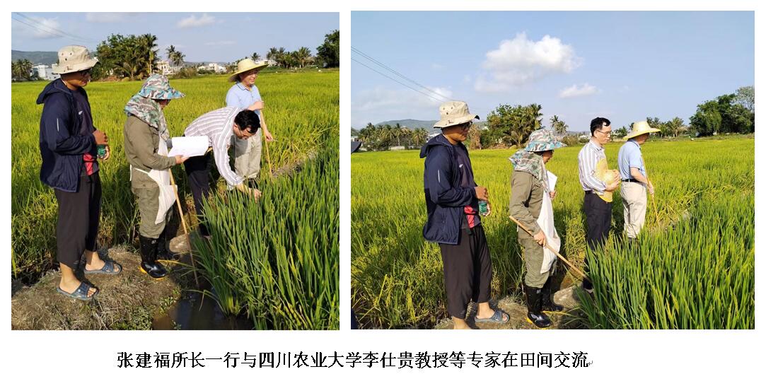 水稻基地搞笑(水稻示范基地宣传牌)