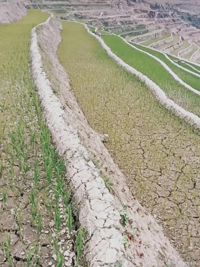 水稻基地搞笑(水稻示范基地宣传牌)