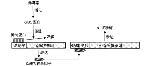 水稻实验题(水稻实验报告)