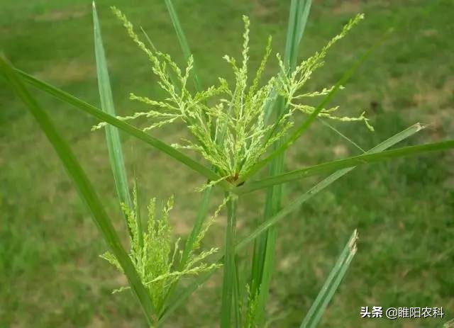 水稻败野(野败水稻发现)