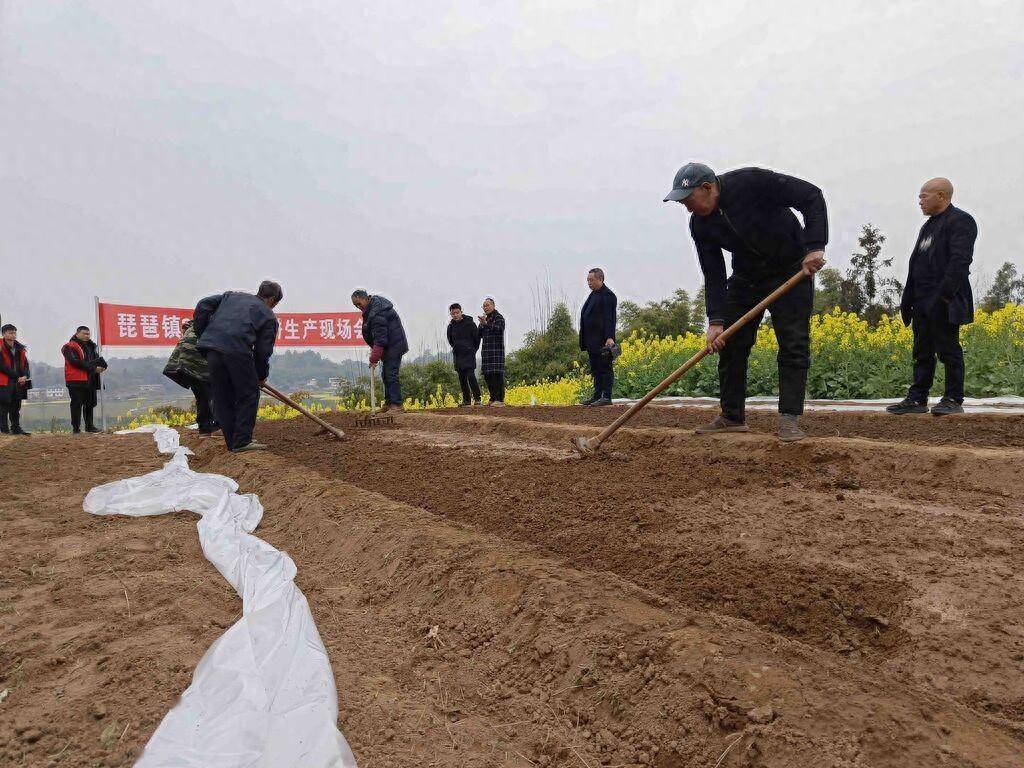 推广旱地水稻(推广水稻侧深施肥技术产生的显著效益是)