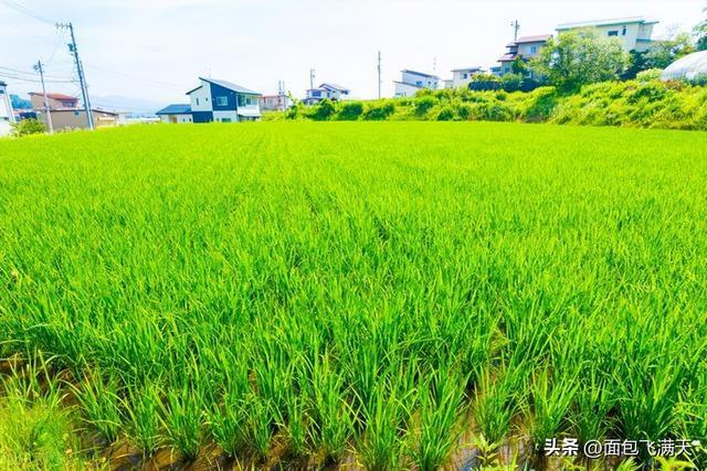 沐川水稻产量排名(四川水稻产量大县排名)