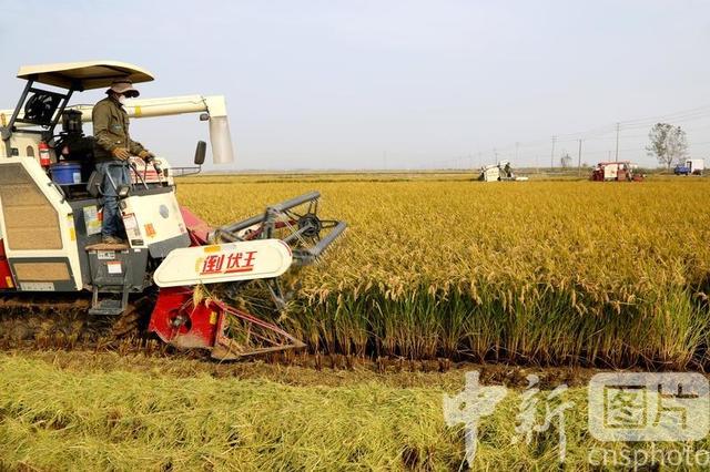 海南农场水稻收割时间(海南农场水稻收割时间是几点)