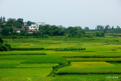 山西最美的水稻基地(山西最美的水稻基地在哪里)